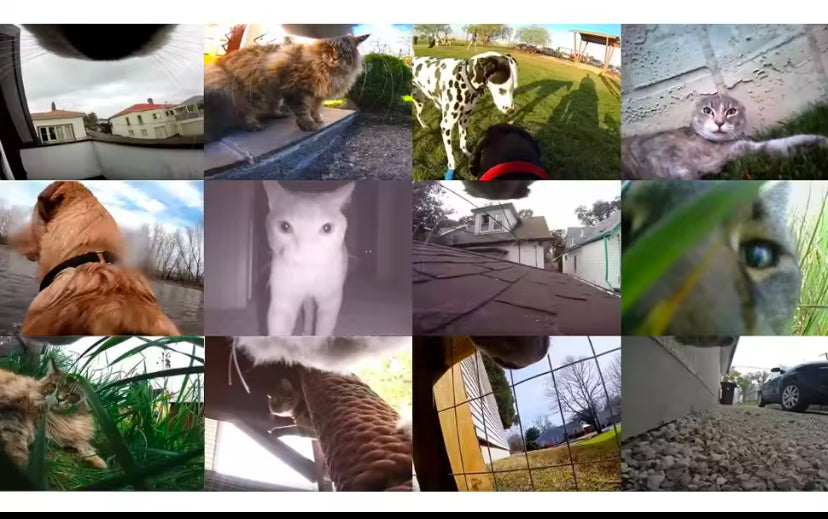 Collare per localizzatore di cani 1080P ad alta definizione, non è necessario per collare per gatti WiFi, fotocamera sportiva/sport con registrazione video